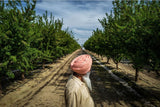 Farming is Engraved to Sikh Farmers’ Roots That Are Passed Down From Generation to Generation